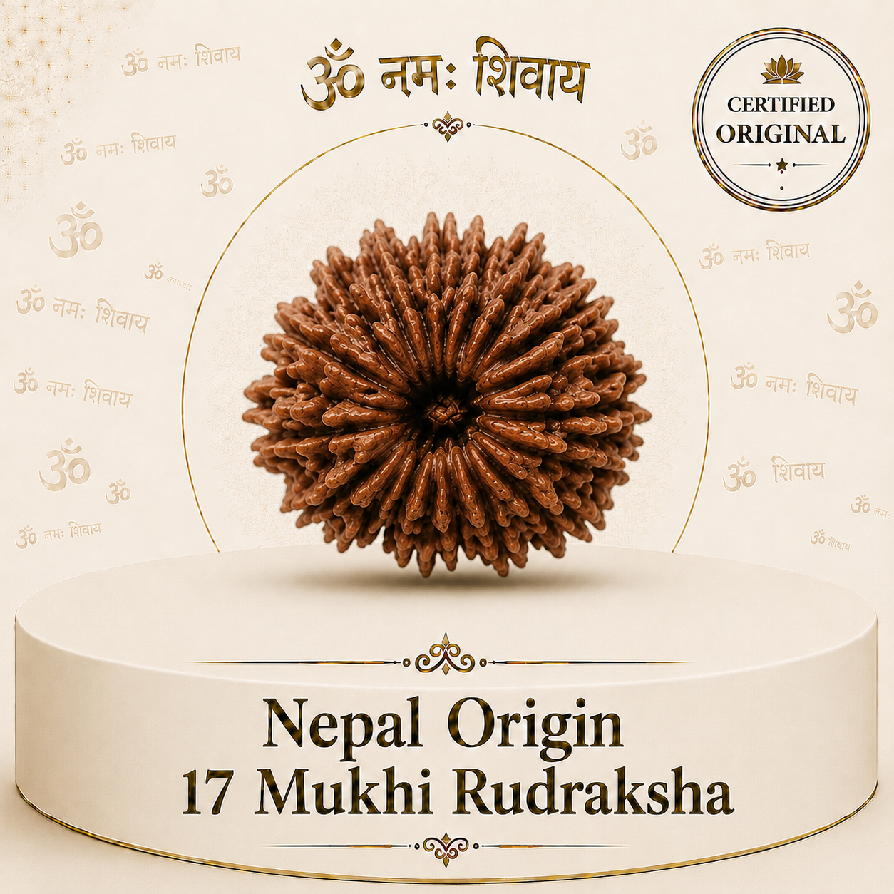 17 Mukhi Rudraksha (Nepal Origin)